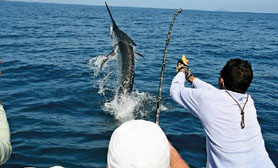 Big game fishing comondu mexico