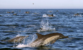Dolphins Baja Mexico
