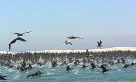 Magdalena Bay Comondu