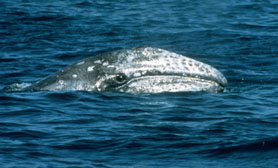 gray whale comondu