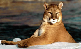 puma comondu