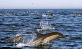 Dolphins Baja Mexico
